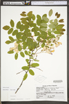 Robinia hispida