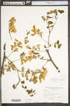 Robinia hispida