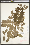 Robinia pseudoacacia