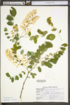 Robinia pseudoacacia