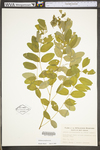 Robinia pseudoacacia