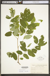 Robinia pseudoacacia