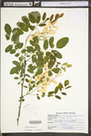 Robinia pseudoacacia