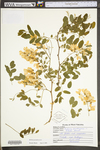 Robinia pseudoacacia