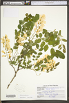 Robinia pseudoacacia