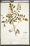 Robinia pseudoacacia