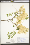 Robinia pseudoacacia