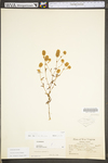 Trifolium arvense