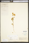 Trifolium arvense