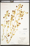 Trifolium aureum