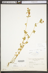 Trifolium aureum