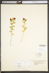 Trifolium aureum