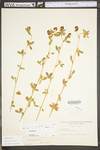 Trifolium aureum