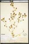 Trifolium aureum