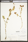 Trifolium aureum