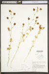 Trifolium aureum