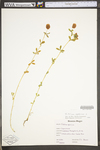 Trifolium aureum