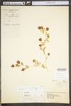 Trifolium aureum