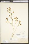 Trifolium aureum