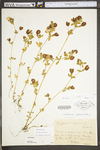 Trifolium aureum