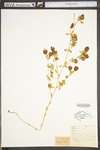 Trifolium aureum