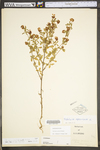 Trifolium aureum