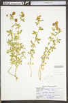 Trifolium aureum