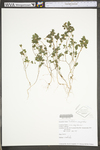 Trifolium campestre