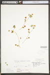 Trifolium campestre