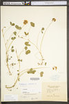 Trifolium repens