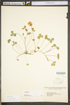 Trifolium repens