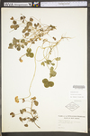 Trifolium repens