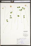 Trifolium repens