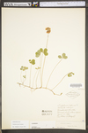 Trifolium repens