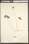 Trifolium repens