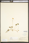 Trifolium repens