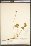 Trifolium repens