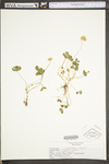 Trifolium repens