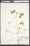 Trifolium repens