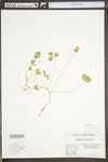 Trifolium repens