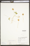 Trifolium repens