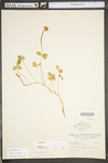 Trifolium repens