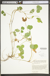 Trifolium stoloniferum