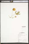 Trifolium virginicum