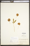 Trifolium virginicum