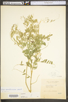 Vicia caroliniana