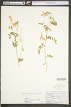 Vicia caroliniana