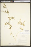 Vicia sativa ssp. nigra