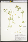 Vicia sativa ssp. nigra