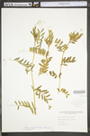 Vicia sativa ssp. nigra